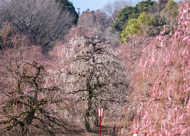 (Photo: Timothy Sullivan/LIVE JAPAN)