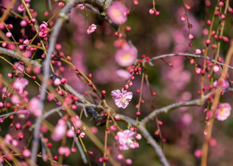 Enjoy Dreamy Plum Blossoms at Suzuka Forest Garden: A Lesser-Known