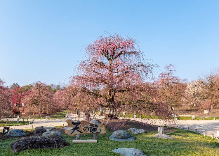 (Photo: Timothy Sullivan/LIVE JAPAN)