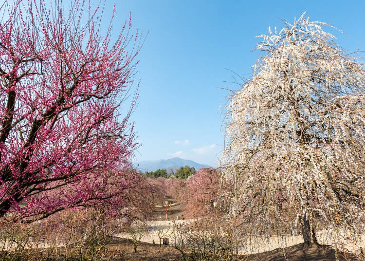 (Photo: Timothy Sullivan/LIVE JAPAN)