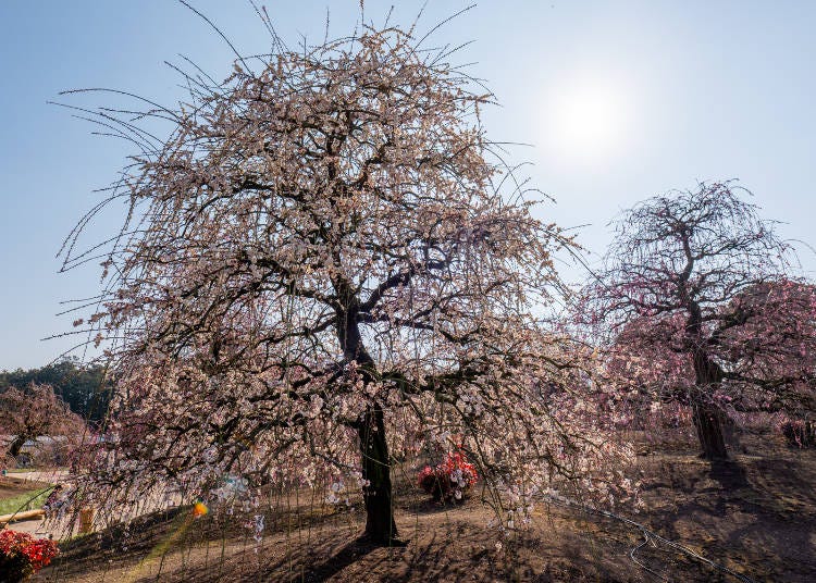 (Photo: Timothy Sullivan/LIVE JAPAN)
