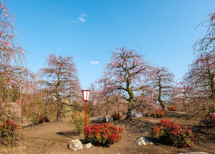 (Photo: Timothy Sullivan/LIVE JAPAN)