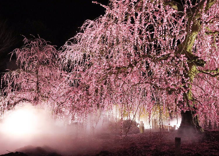 (Photo courtesy of Akatsuka Group)