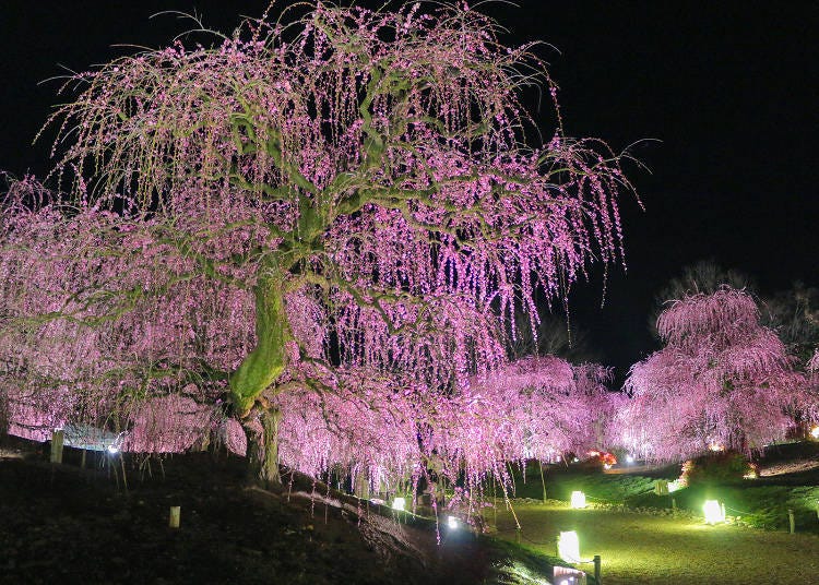 Enjoy Dreamy Plum Blossoms at Suzuka Forest Garden: A Lesser-Known
