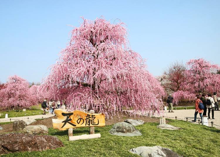 超過100年樹齡——「天之龍」,日本已知最古老的吳服枝垂梅