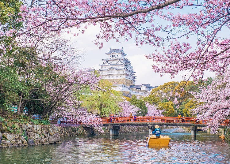 Himeji Castle and Cherry Blossoms (Photo: PIXTA)