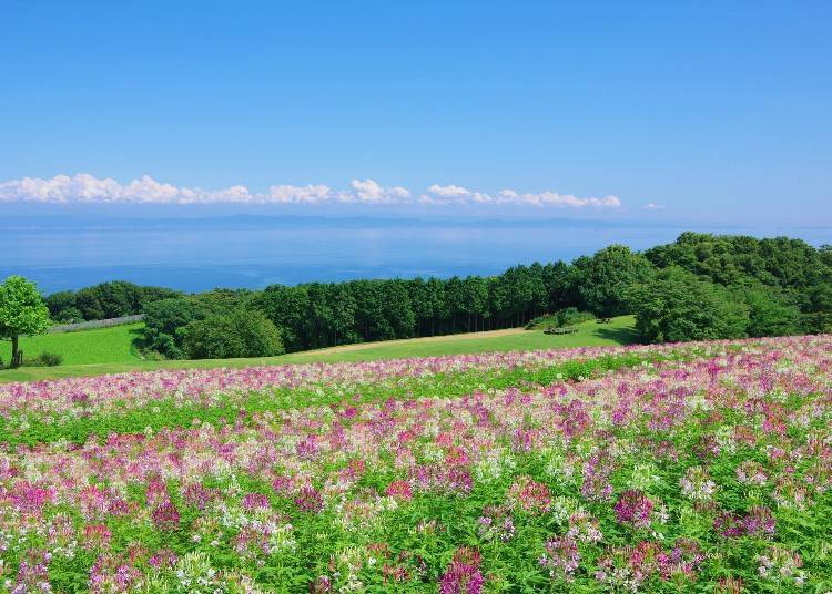 Awaji Hanasajiki (Photo: PIXTA)