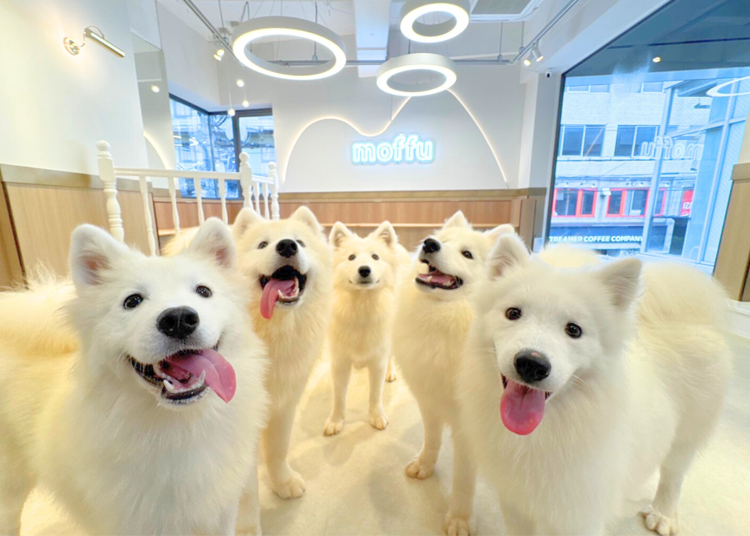 The irresistible charm of the friendly and fluffy Samoyeds