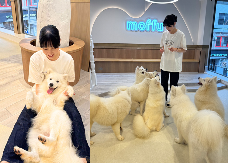 Many ways to enjoy your time with the Samoyeds