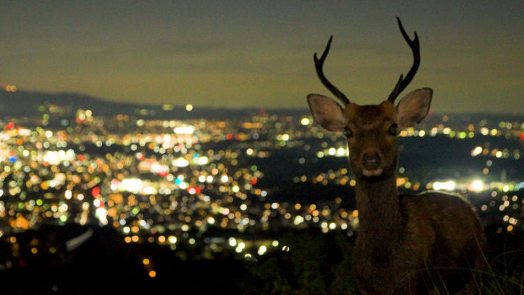 The Whisper of a 1,300-Year-Old History: Meet the Other Face of Nara at Night