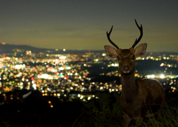 The Whisper of a 1,300-Year-Old History: Meet the Other Face of Nara at Night