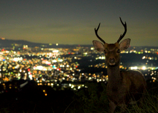 The Whisper of a 1,300-Year-Old History: Meet the Other Face of Nara at Night