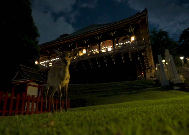 奈良県プロモーション動画よりキャプチャ