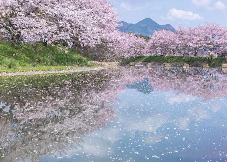 This Spring, Enjoy Magical Night Sakura Reflections Along Nara's Uda River (Local Hidden Gem!)