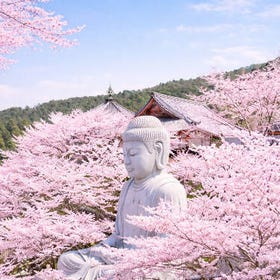 Nara Cherry Blossom Day Trip: Tsubosaka-dera Temple, Mount Yoshino's Thousand Cherry Trees, and Nara Park
Details & Bookings ▶
(Image/Activity provider: Klook)