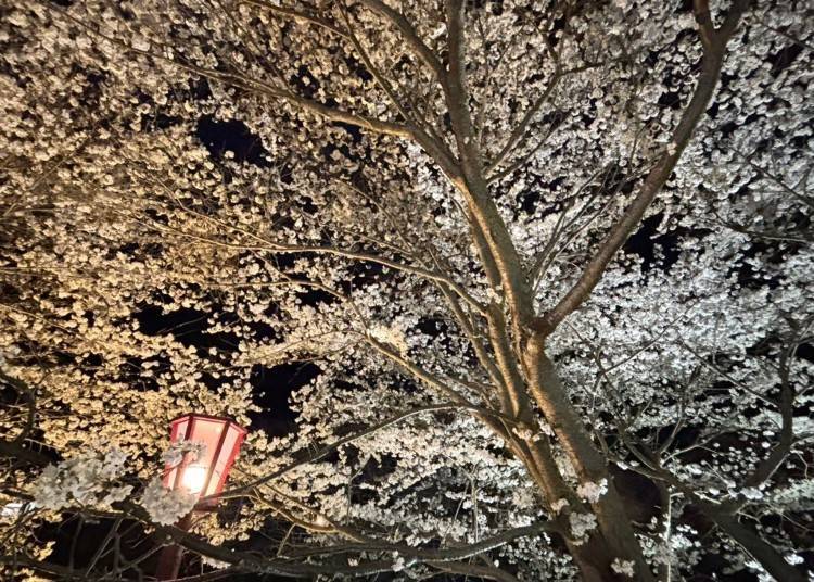 (圖片來源：宇田市)