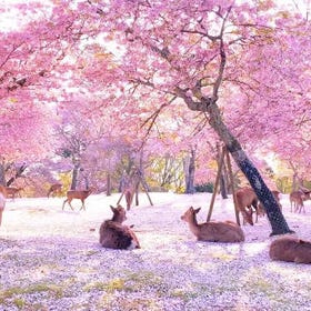 奈良賞櫻一日遊：若草山、奈良公園與東大寺（大佛）
查看詳情與預約 ▶
(圖片／行程提供：Klook)