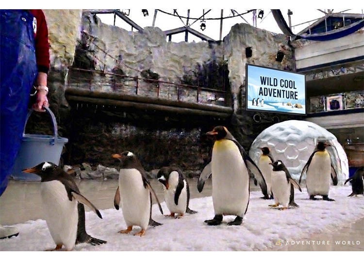 Image source: AWS Co., Ltd. (Adventure World)