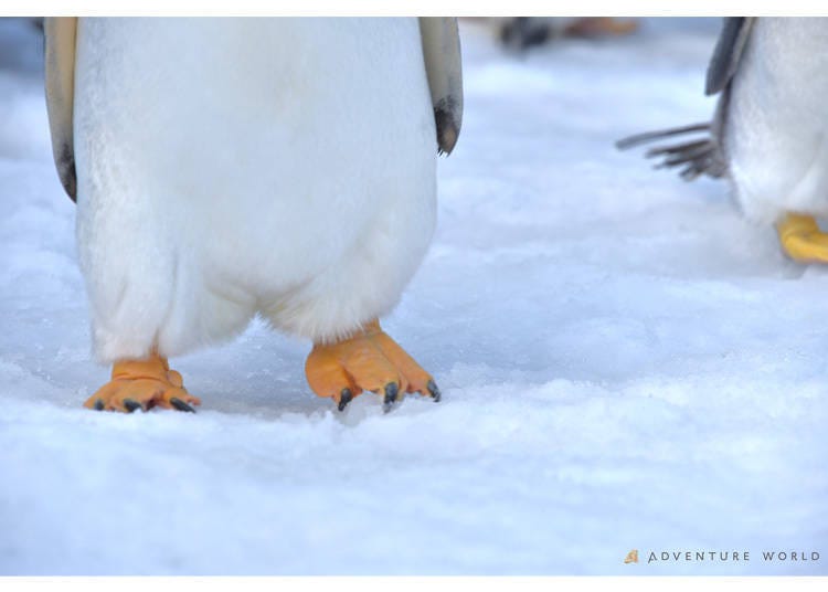 Image source: AWS Co., Ltd. (Adventure World)