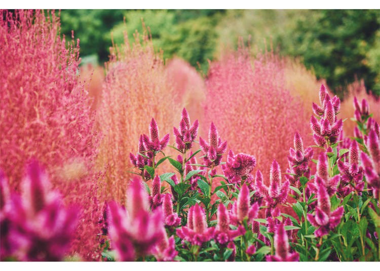 Image source: Kobe Resort Service Co., Ltd.
