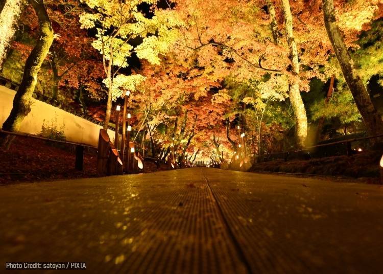 11. 寶嚴院:秋季夜間特別參拜