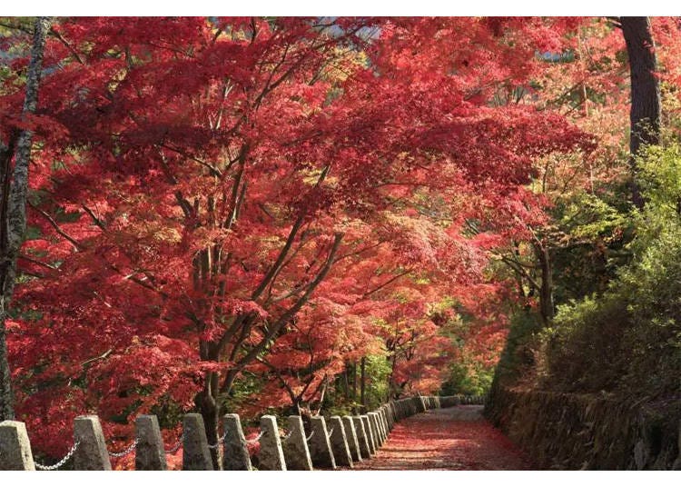 Okusenbon walking trail on Mt. Yoshino (Image credit: KKday)