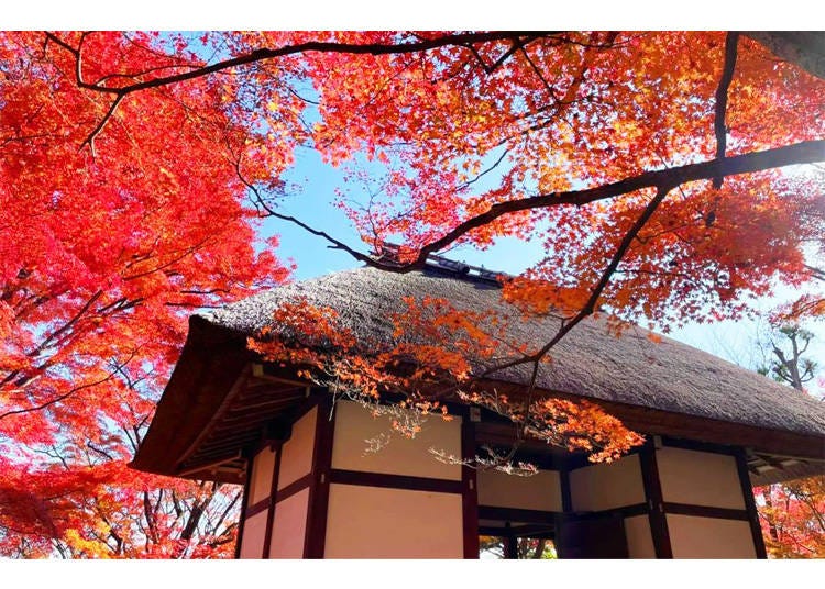 京都常寂光寺 圖片來源:KKday