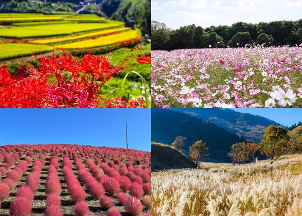 【关西11处秋季赏花景点＆最佳观赏期大整理】赏枫前先追一波花海！彼岸花、扫帚草、波斯菊、芒草最佳观赏期一次看够～