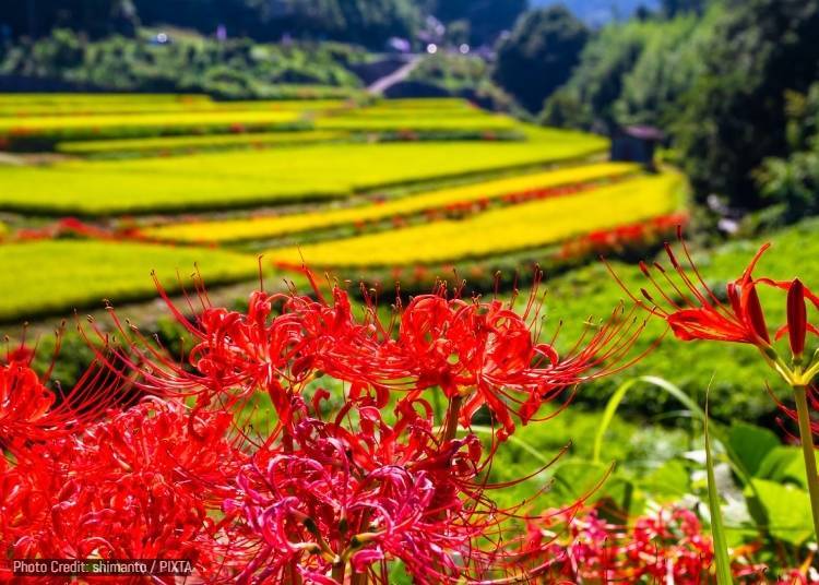 Inabuchi Rice Terraces, Asuka Village (Nara)