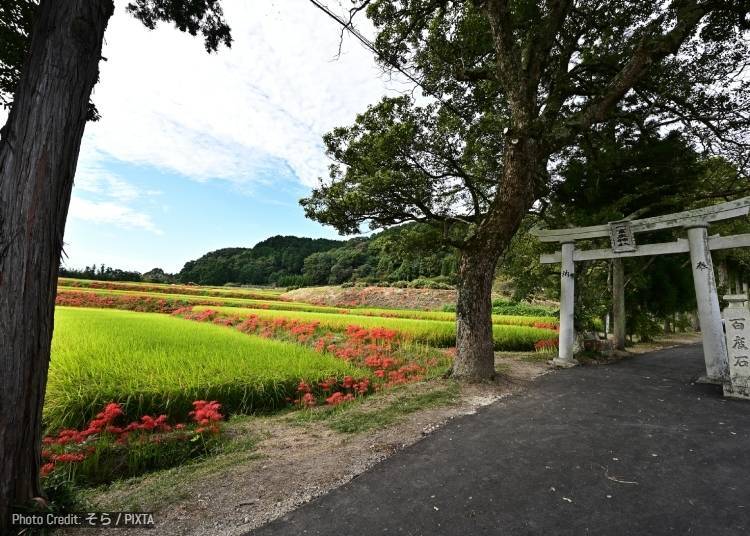 Brilliant red spider lilies around Katsuragi Hitokotonushi Shrine