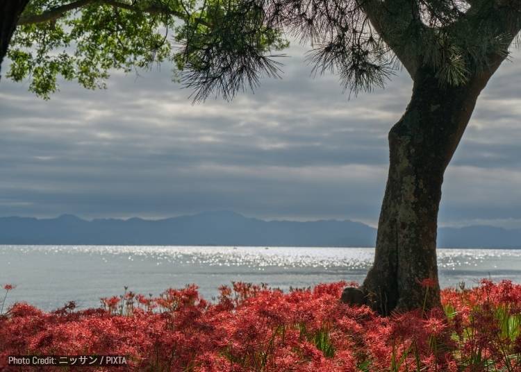 Red spider lilies create a striking contrast with the blue waters of Lake Biwa