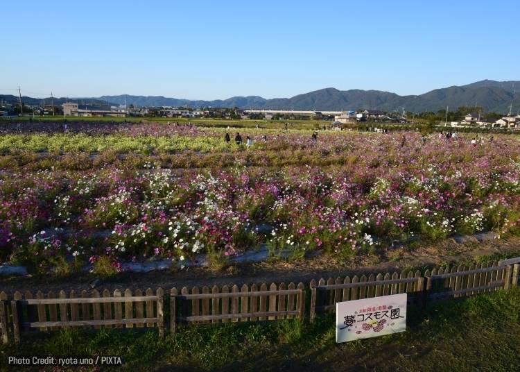 Yume Cosmos Garden, Kameoka (Kyoto)