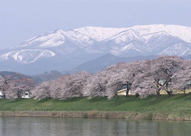 6. Enjoy Cherry Blossoms in Spring: "Hitome Senbon Zakura"