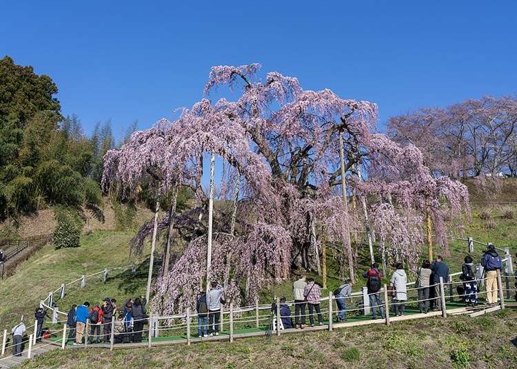 福島観光でやっておきたいこと20選！代表的な観光地やお土産、グルメ情報を総まとめ