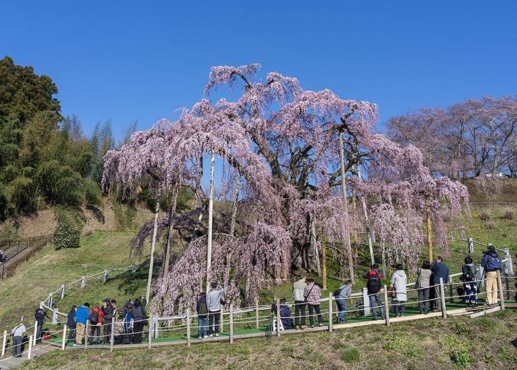 6. Miharu Takizakura: Enjoy blossom viewing at Japan's famous 1,000-year-old cherry tree