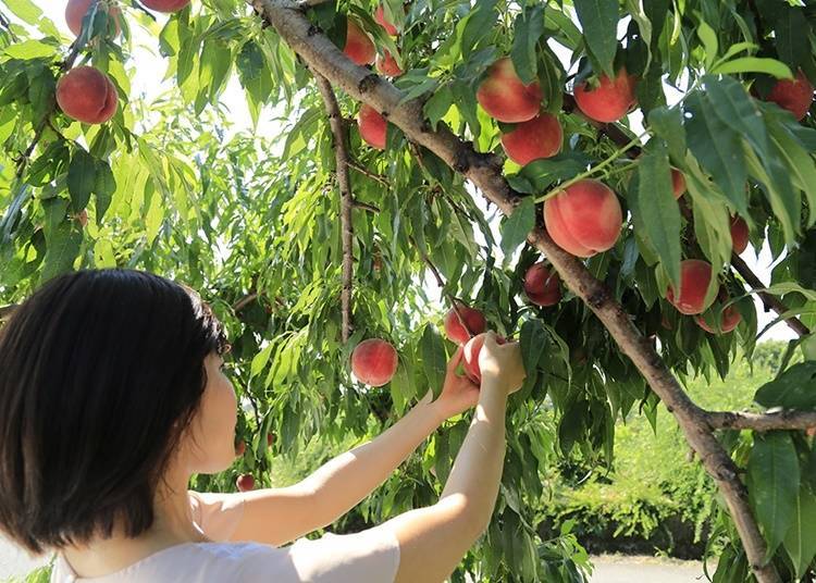 8. Fruit Line: Pick seasonal goodies in Japan's 'Fruit Kingdom'