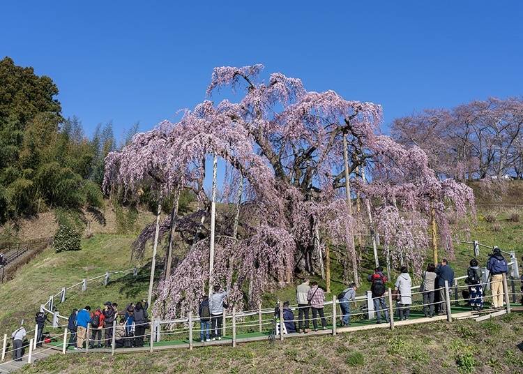 6.「三春滝桜」でお花見をする