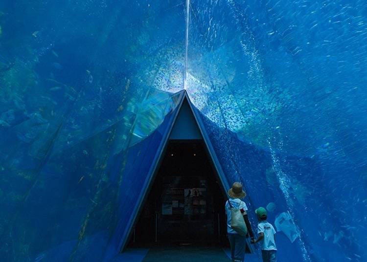 5. '환경 수족관 아쿠아 마린 후쿠시마'에서 바다 생물을 감상하기