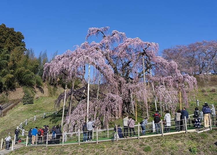 6. 미하루 타키자쿠라에서 꽃구경