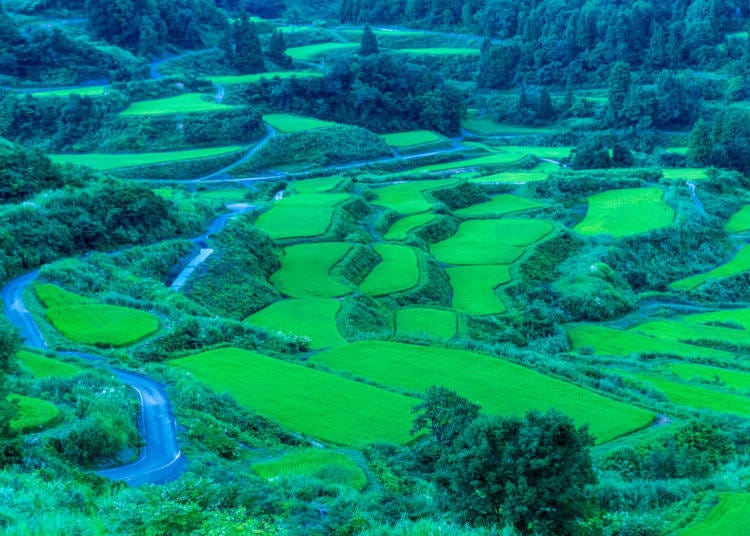 2. Gaze out at the Hoshitoge Rice Terraces