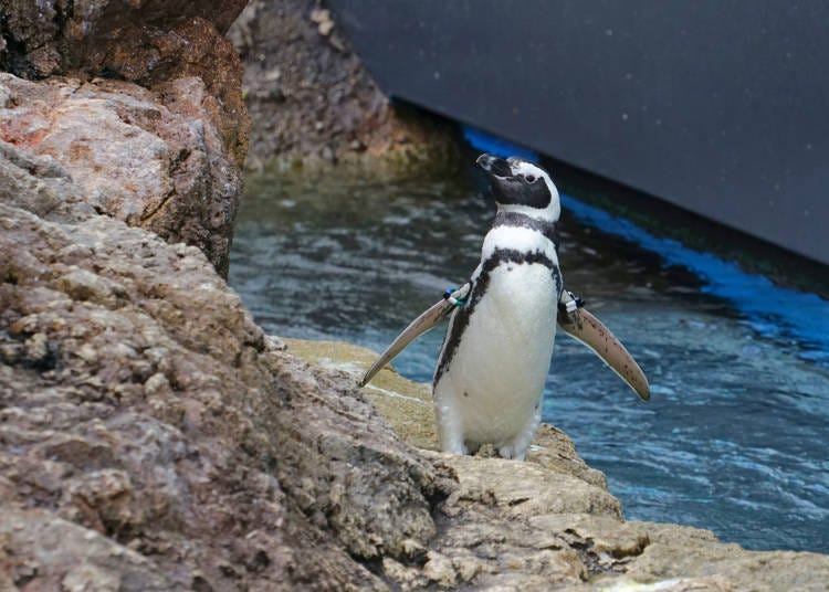 5. Experience the fantastic sea creatures at Niigata City Aquarium Marinepia Nihonkai