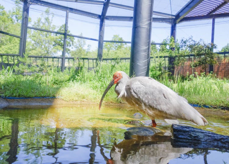 4．トキと出会いに、トキの森公園へ!