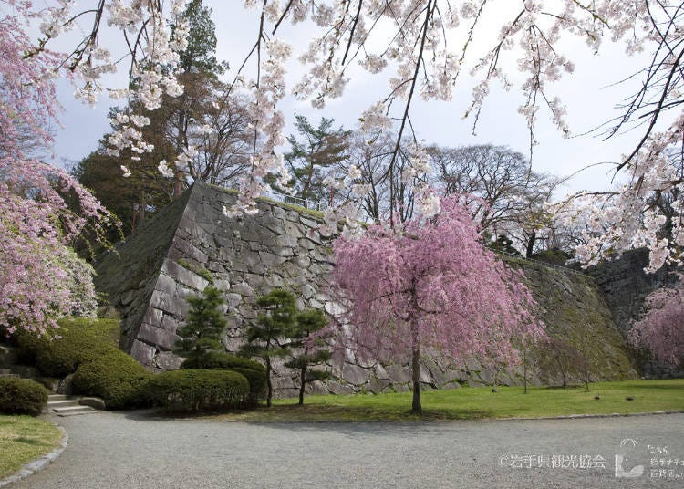 8：「盛岡城跡公園」で桜を愛でる