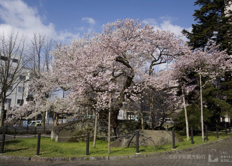 9：巨岩を割って伸びる「石割桜」を見に行く