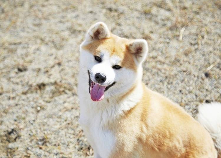 觀光景點⑥與秋田犬拍攝紀念合影