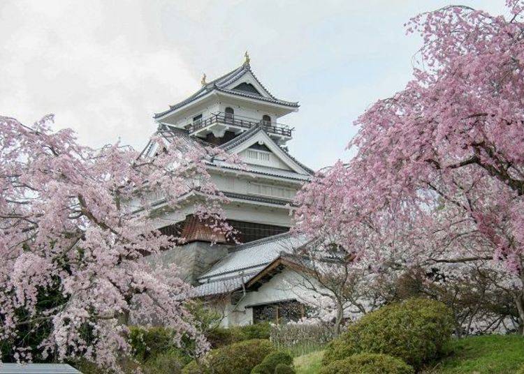 ▲3층 구조의 성곽은 촬영의 명소다. 카미노야마시의 상징으로 벚꽃 철(예년 4월 중순~하순)이 되면 많은 이들이 이곳을 찾는다.