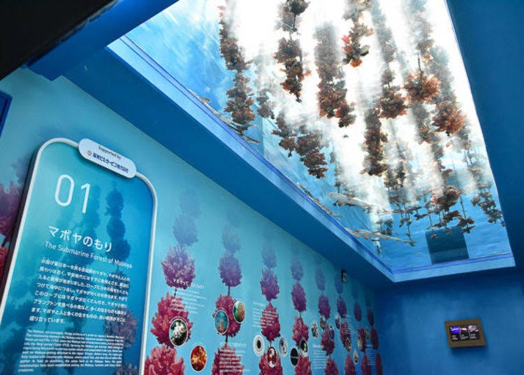 ▲ After you pass through the Welcome Hall where an introduction about the sea of Sanriku is projected on a screen, the The Submarine Forest of Maboya expands above your head.