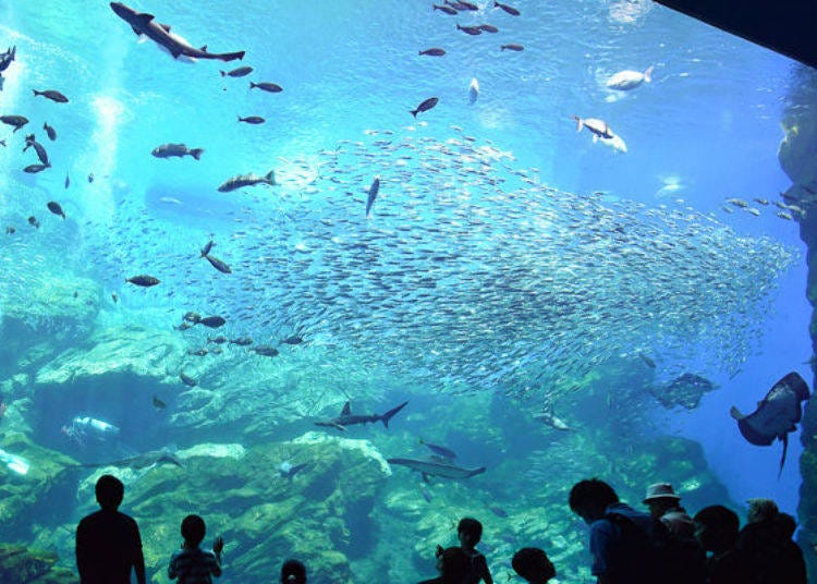▲ The fish of the Sanriku sea in this gigantic tank move at a dizzying speed. So captivating is the spectacle that I became mesmerized and forgot about moving along the designated tour route.