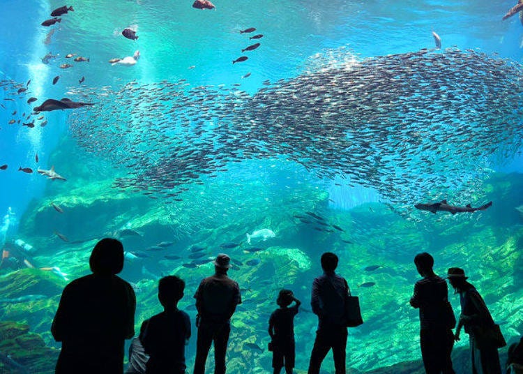 ▲ Doesn’t this large shoal of sardines resemble a fish!?