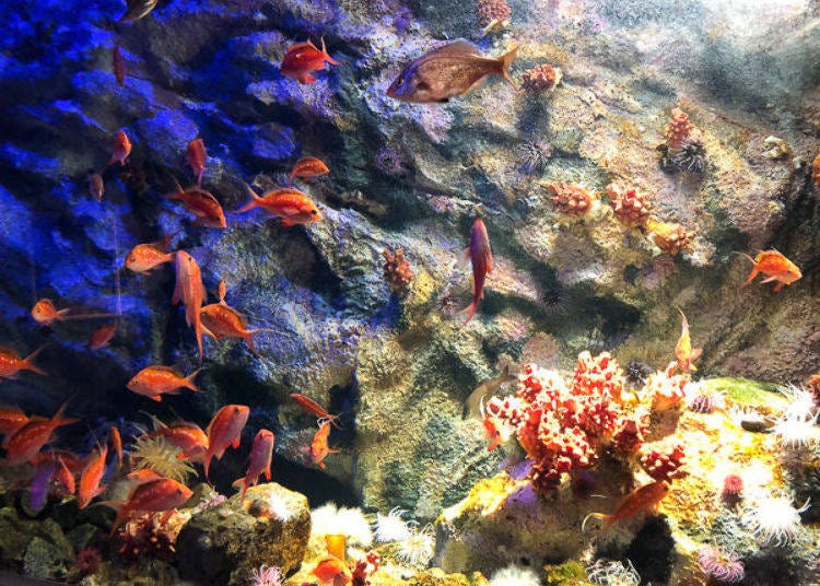 ▲ It is surprising that there are many colorful creatures in the cold sea, such as crimson anemones and Brown hakeling